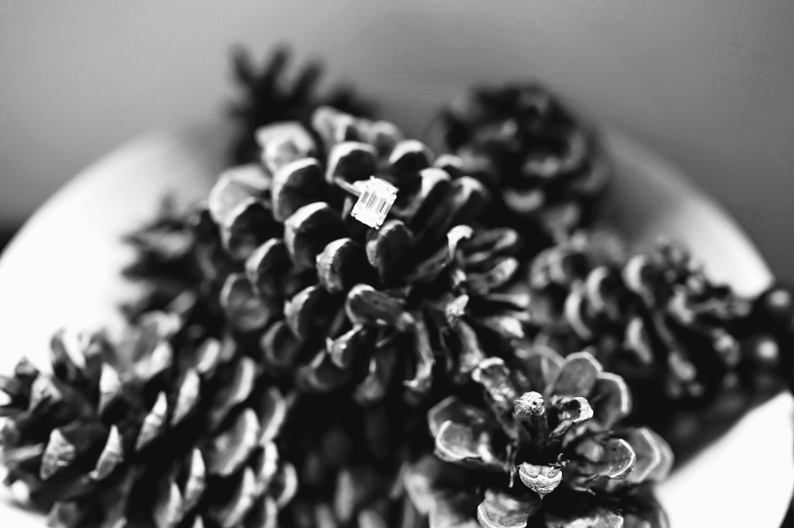 ring shot in pine cones black and white