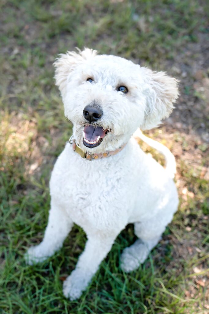 pet dog smiling at the camera